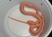 Mango First Meal 001cr.jpg