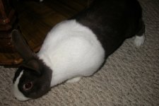 Free Bunny 002_800x480.jpg