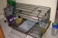 Free Bunny 001_800x480_640x480.jpg