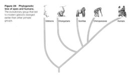 apes-and-humans-tree.jpg