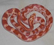 Charlie Curled Up.jpg