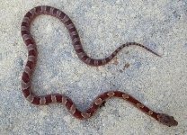 Jasmine Outside 043cr800.jpg