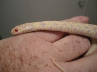 lg gopher & Garter 022.jpg