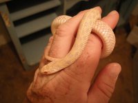 lg gopher & Garter 016.jpg