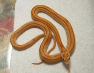 09 Hatchlings 031.jpg