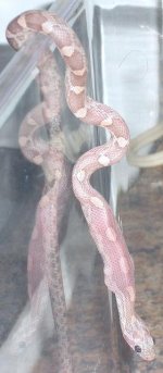 Cricket testing Gravity.jpg