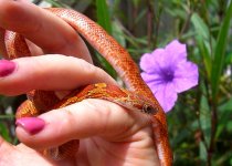 Jasmine Sept 2008 025cr.jpg