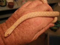 lg gopher & Garter 018.jpg