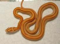 09 Hatchlings 029.jpg