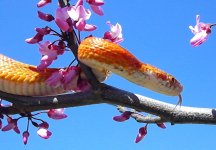 Jasmine March 2009 023cr.jpg