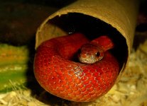 Jasmine April 2009cr.jpg