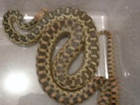lg gopher & Garter 013.jpg