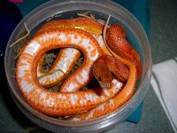 Upside Down Jasmine 004_800.jpg