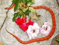 Jasmine 08_2009 007cr2.jpg