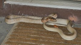 Craig's snake.jpg