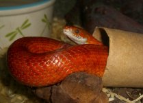 Jasmine Relaxes 12_2009 003cr.jpg