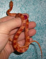 Jasper Arrives 002cr800.jpg