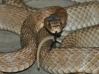 craig's snake2jpg.jpg