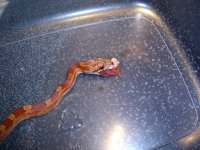 Jasper Half Pink 004_800.jpg