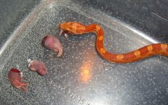 Jasper May 2008 001cr800.jpg