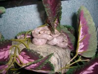 Lila's Tree 001_800.jpg