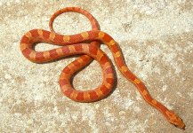 Jasper June 2008 013cr800.jpg