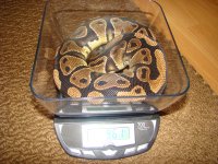 female-961g.jpg