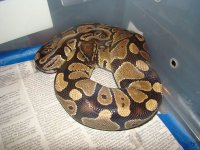 male-867g.jpg