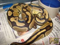 male-1013g-crownhead.jpg