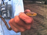small yellow 7.jpg