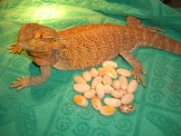 Isabel Eggs 007.jpg