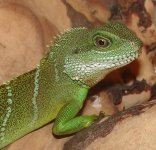 Dragon1.jpg