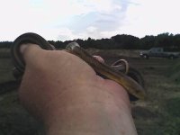 small yellow 4.jpg
