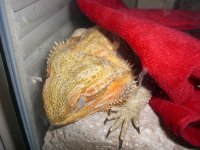 Isabel's Blankie 006_800.jpg