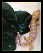 Gecko2.jpg