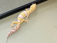 Gecko3.jpg