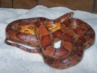 marion_co_corn_1.jpg
