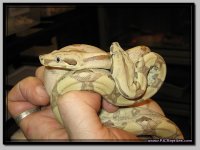Ghost_Hypo1.jpg
