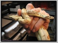 Ghost_Hypo2.jpg