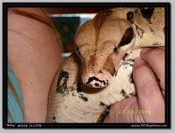 Baby 06272009a.jpg