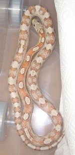 Pastel Ghost motley 1.jpg