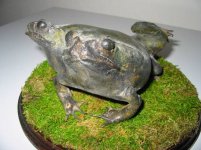 frog1.jpg