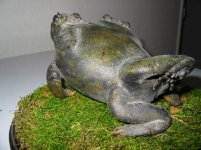 frog2.jpg