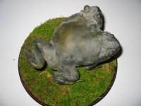 frog3.jpg