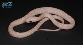 BillLPic ghostblood.jpg