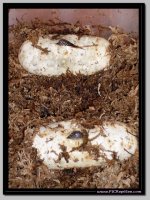 eggs # 3 n 5.jpg