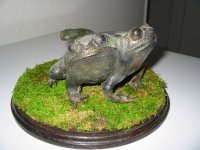 frog.jpg