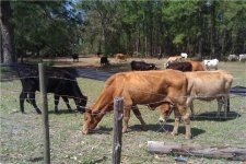 cows 2010.jpg