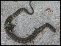 Snake.jpg