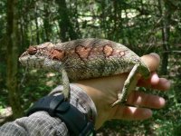 Valentine chameleon.jpg